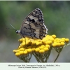 melanargia larissa georgia male 1